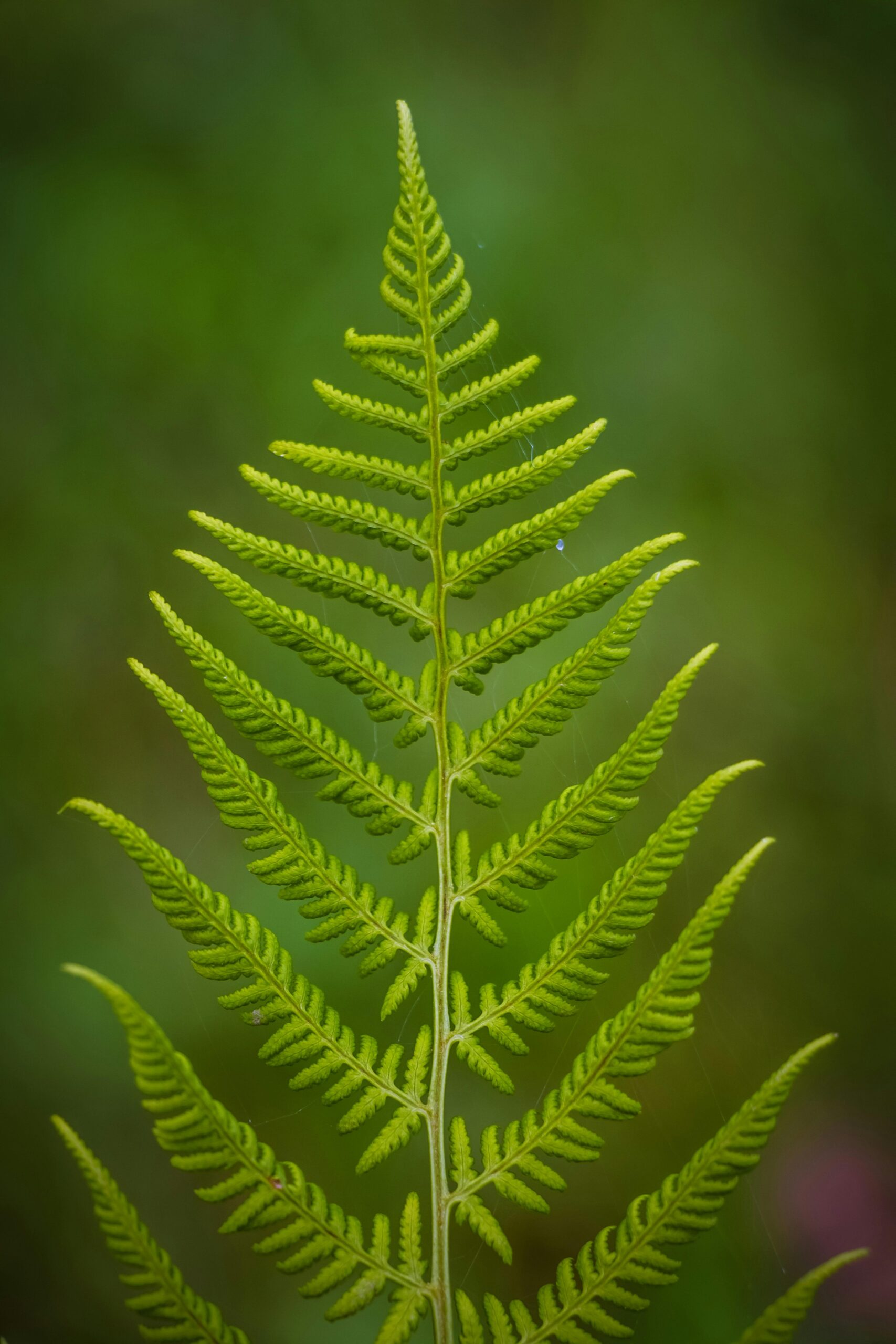 Fern
